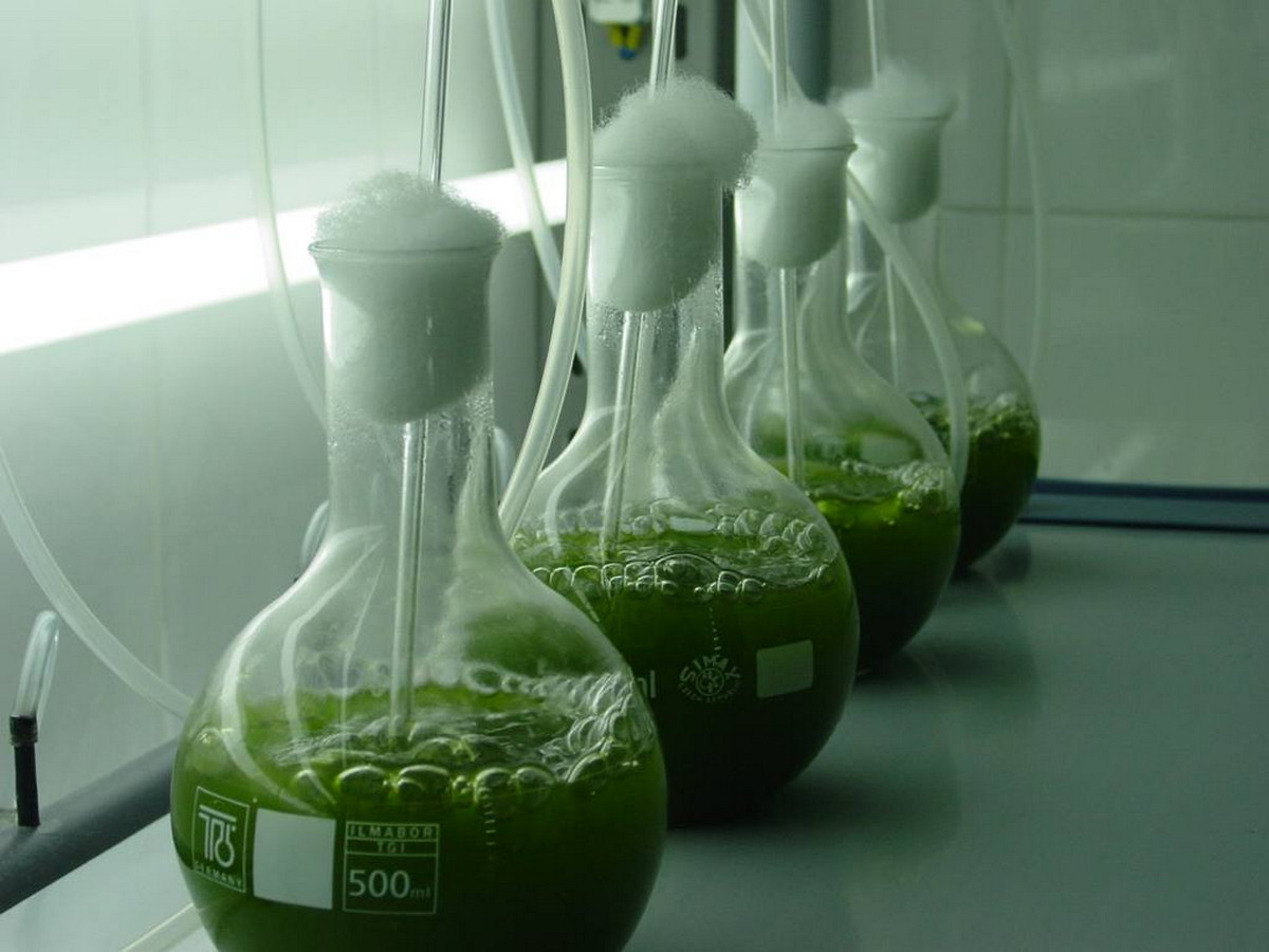 Газ из водорослей. Колба с бактериями. Колба с водорослями. Культивирование в колбах. Зеленая колба.